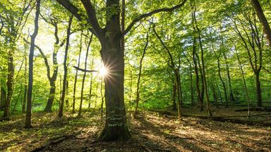 Herbstliche Nussvielfalt: Einheimische Schätze sammeln und genießen