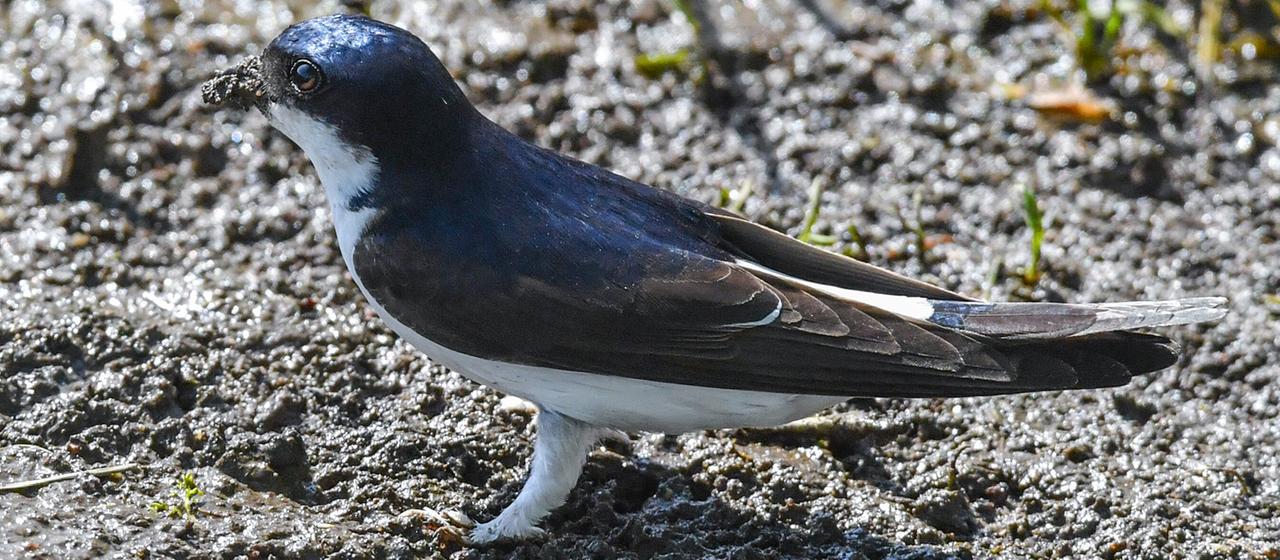 Mehlschwalbe ist Vogel des Jahres 2027