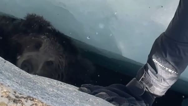 Rettung eines Bärenbabys aus Gletscherspalte im Himalaya