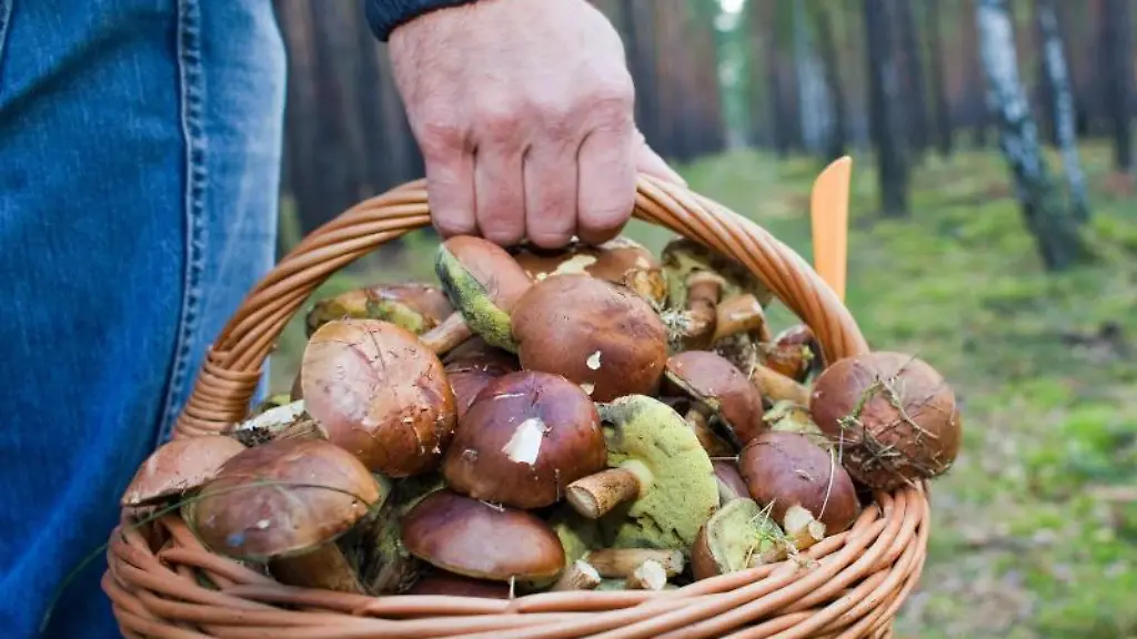 Gefahr beim Pilzesammeln im Wald