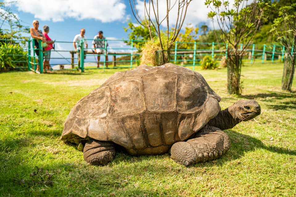 Genetische Geheimnisse der ältesten Riesenschildkröte