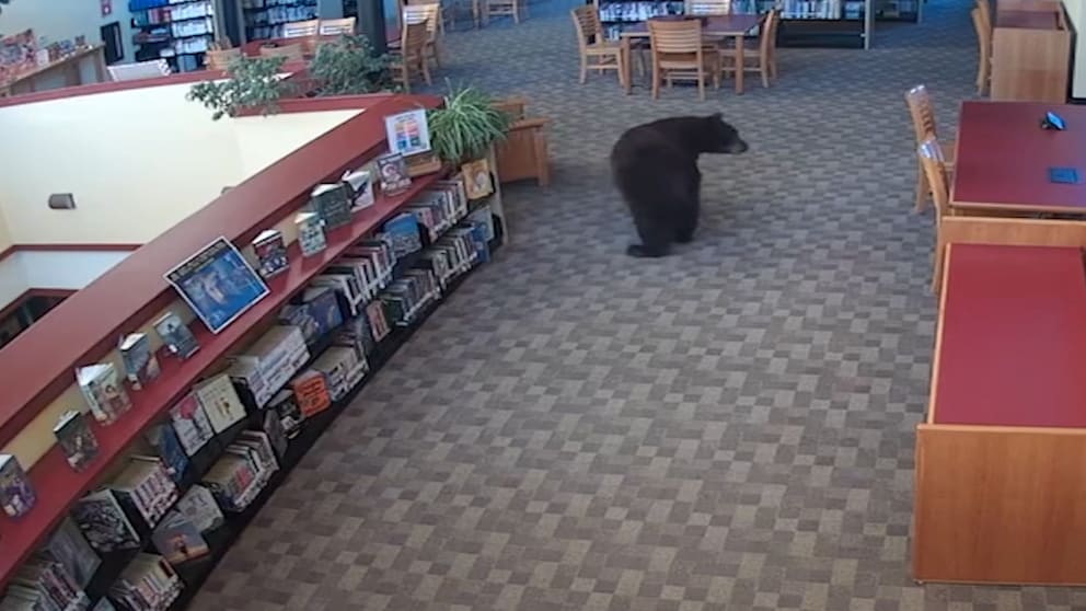 Bär besucht Bibliothek in Kalifornien