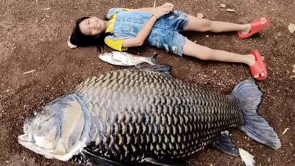 Unglaublicher Fund: Riesiger Karpfen in Thailand entdeckt