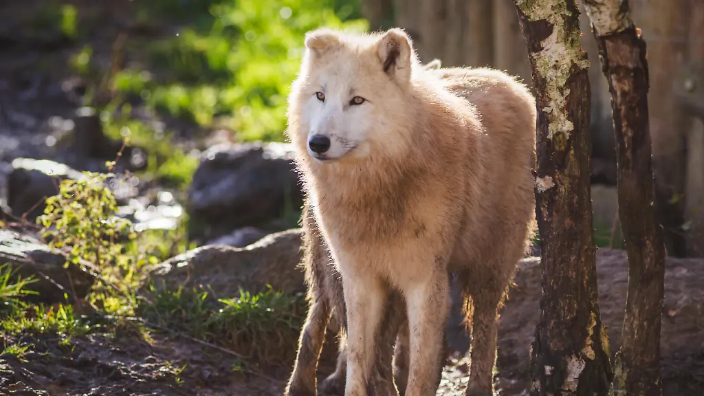 Ermittlungen nach Wolfsattacke in Wildpark