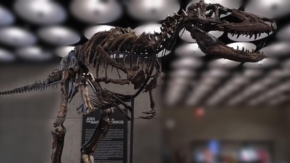 Dino-Skelett erzielt 9 Millionen Dollar