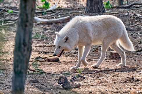 Wolfsangriff auf Mädchen in Wildpark löst Untersuchungen aus