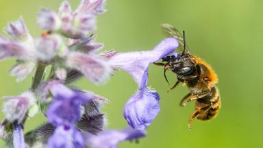 Biodiversität und Schutzgebiete: Herausforderungen und Maßnahmen
