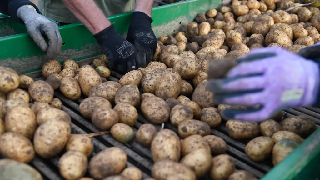 Kartoffelpreise steigen aufgrund geringer Ernte