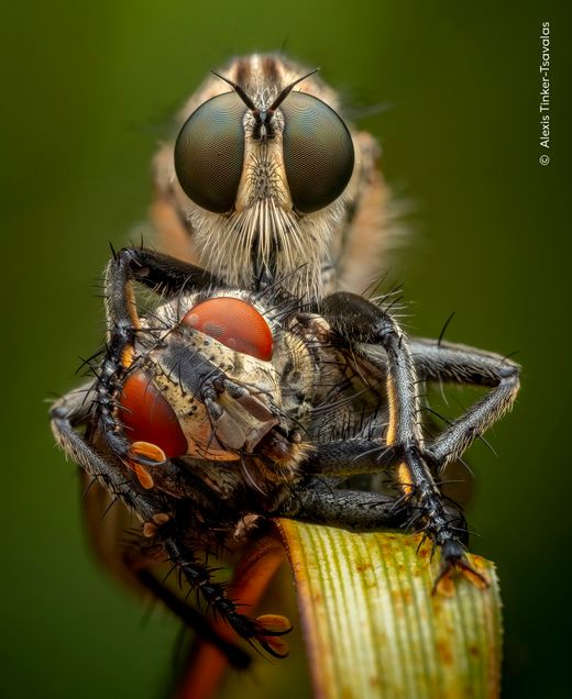 Wildlife Photographer of the Year: Faszinierende Naturaufnahmen
